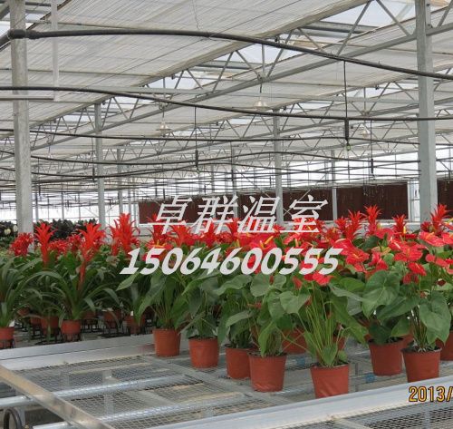 山東省濰壽光市紋絡(luò)玻璃溫室