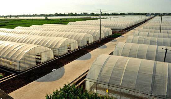 溫室日光能蔬菜大棚領著農民走上致富路