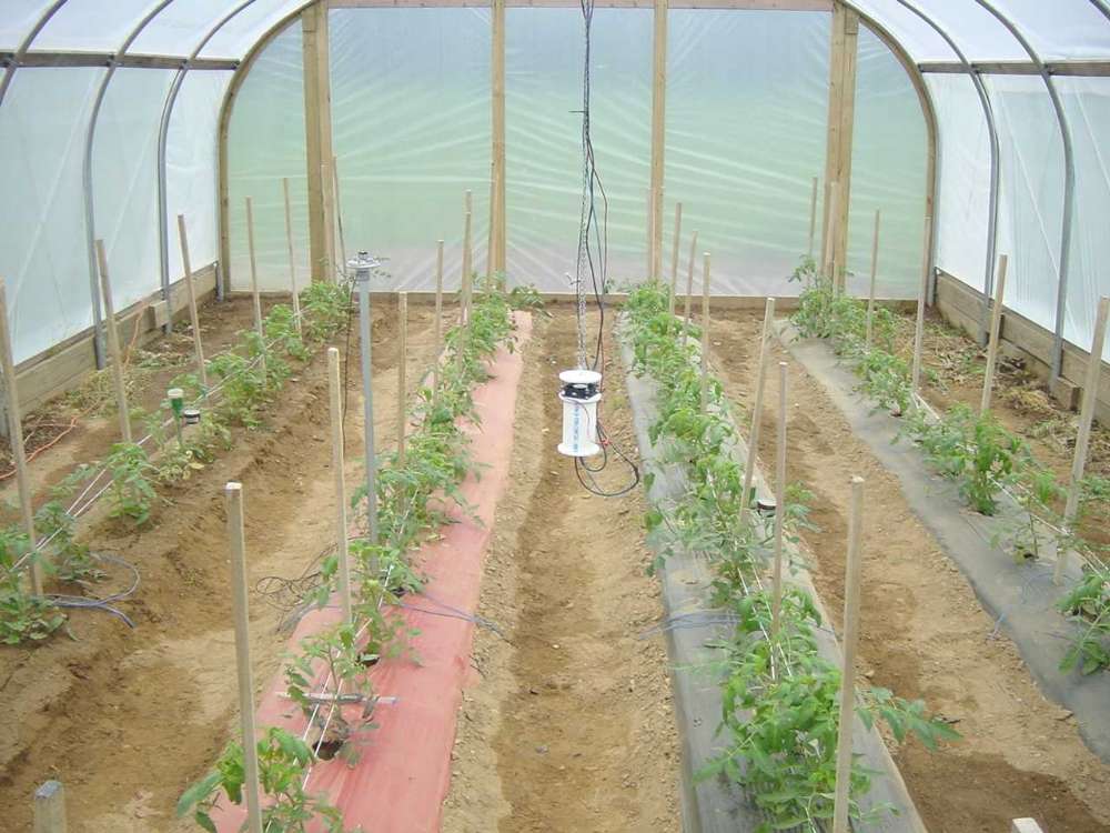 蔬菜大棚消毒技術有哪些?