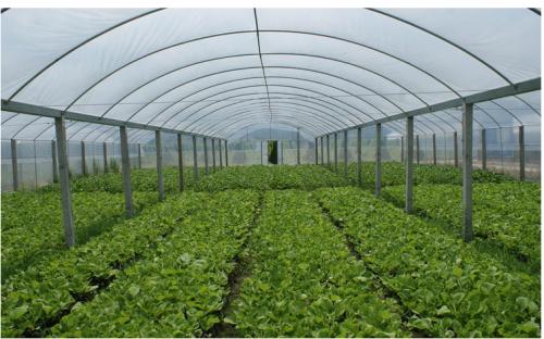 冬天如何管理大棚蔬菜?