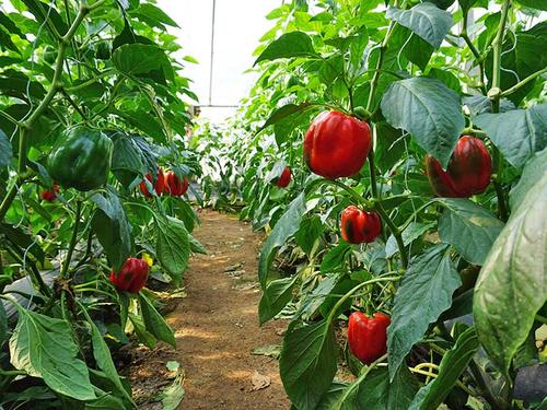  溫室大棚彩椒如何增色?