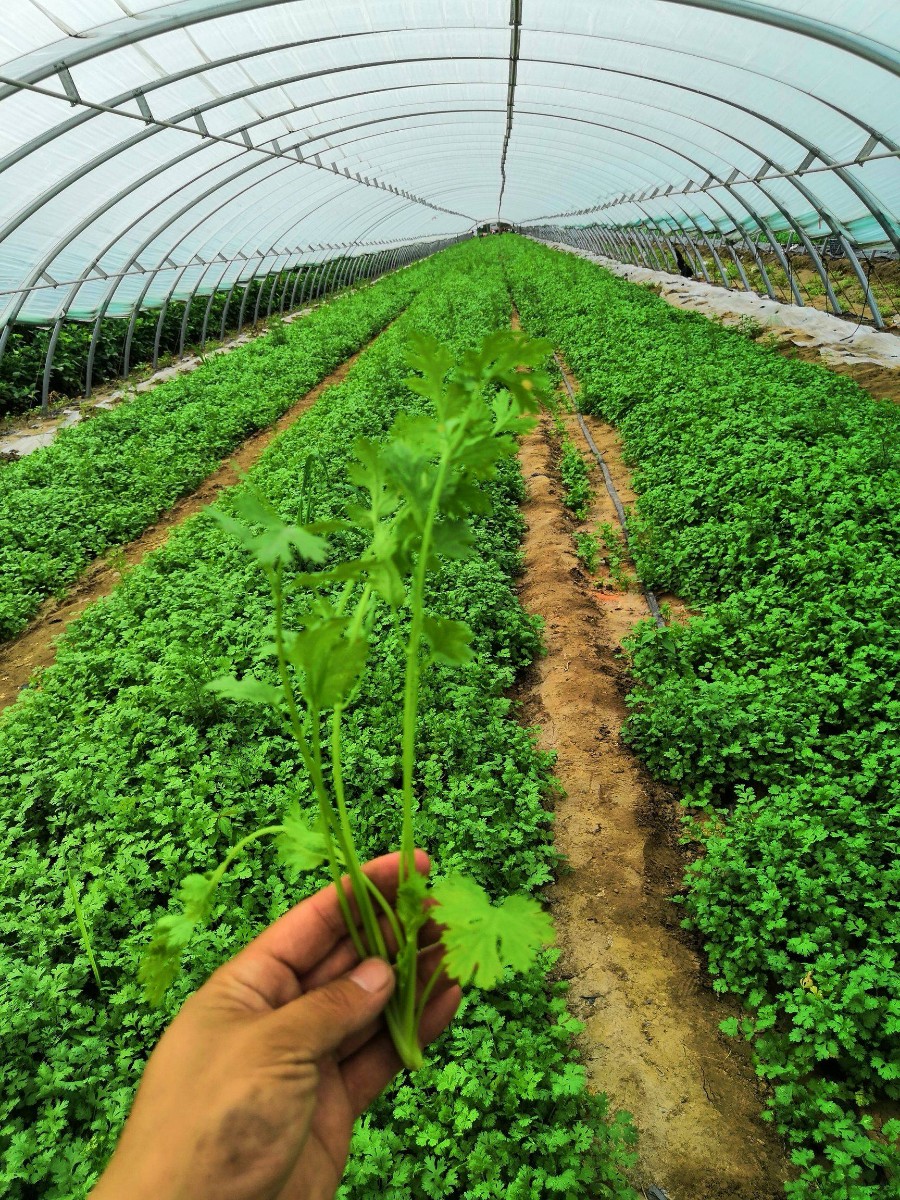 香菜（芫荽）的主要品種是什么？