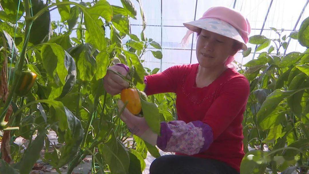 溫室大棚彩椒如何增色?