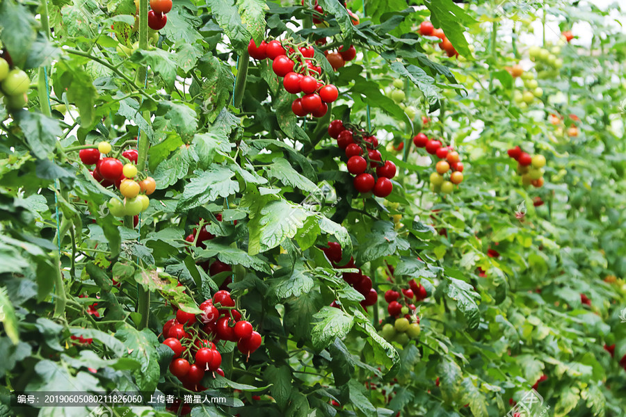 發展溫室大棚 共繪鄉村振興美景