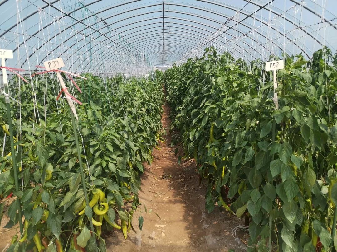 大棚溫室種植辣椒,提前防備病蟲害,為辣椒生長提供優質環境