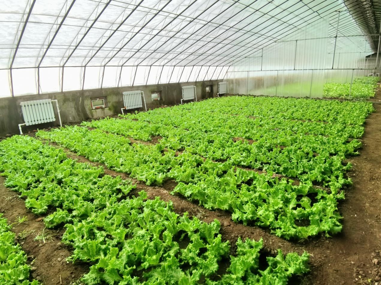 溫室大棚綠意濃！香坊區地產果蔬鮮花陸續上市